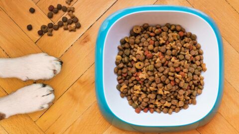 6 Essential nutrients your dog needs