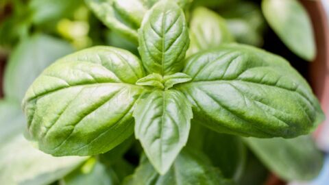 How to properly care for your basil plant