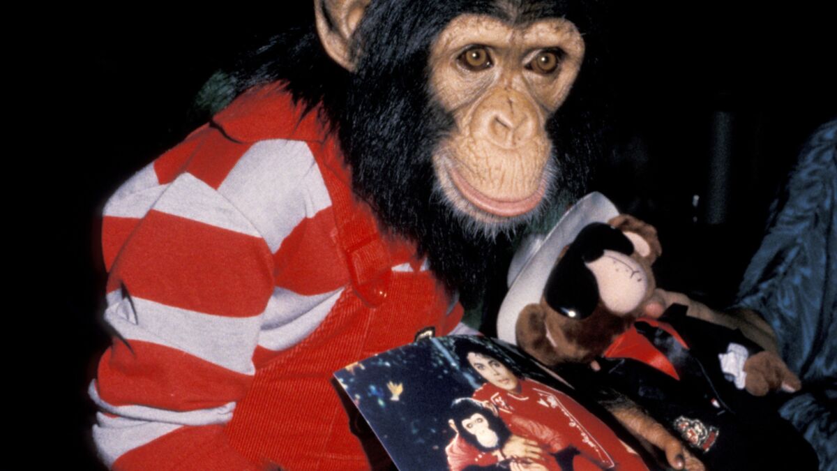 Michael Jackson: Here’s What Happened To Bubbles, His Poor Chimpanzee