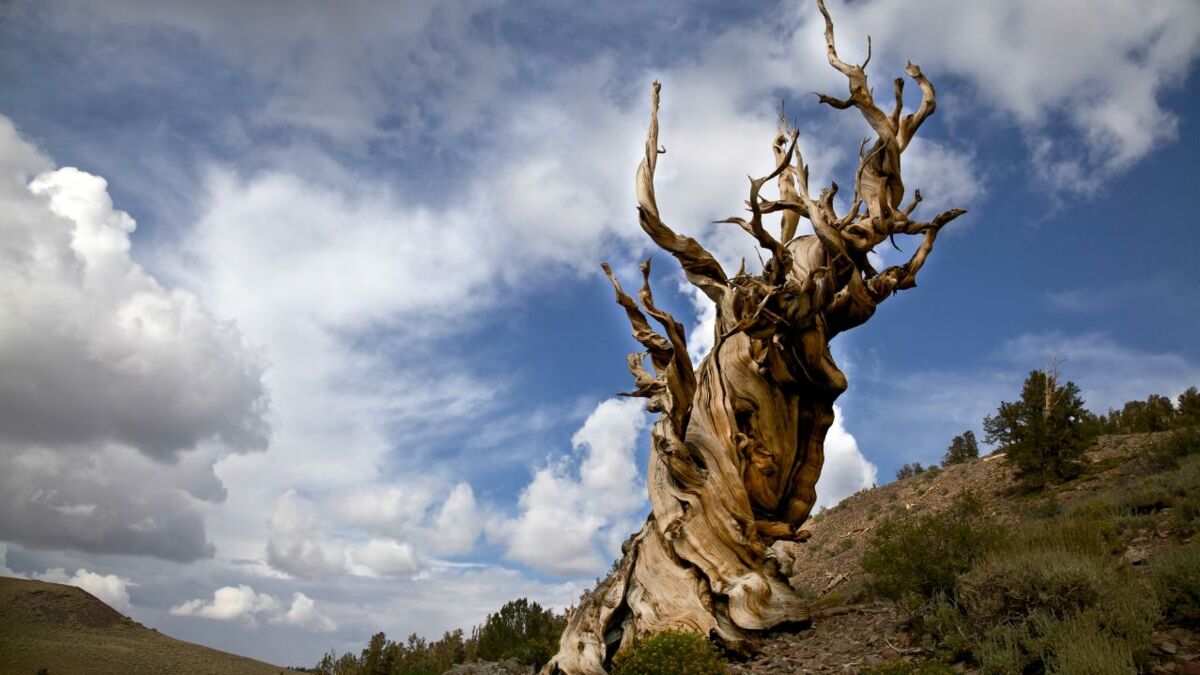 This 5000-year-old tree is the oldest in the world, here's why you'll never  find it