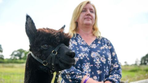Geronimo’s post mortem results show the alpaca did not have TB, claims owner