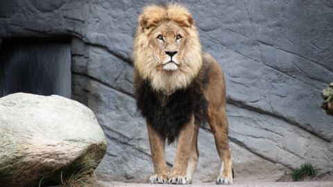 COVID: Big cats experience symptoms similar to humans upon infection 