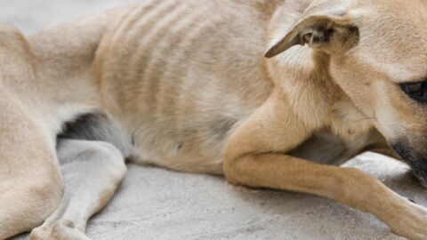These before and after pics of adopted pups will melt your heart
