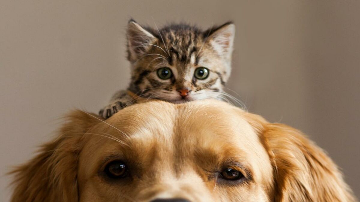 is a cat a good companion for a dog