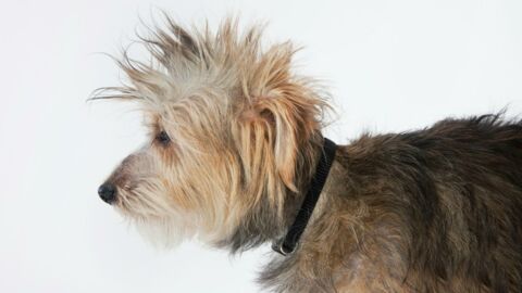These owners tried to groom their dogs at home and we couldn't be more thankful