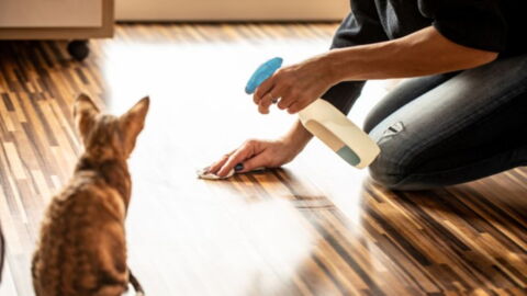 do kittens pee everywhere