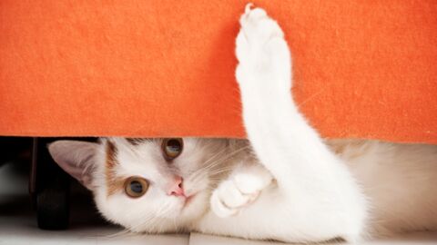 How to Prevent Your Cat From Sharpening Its Claws on Your Furniture