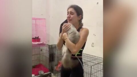 NGO group, Animals Lebanon, has been reuniting lost pets with their owners