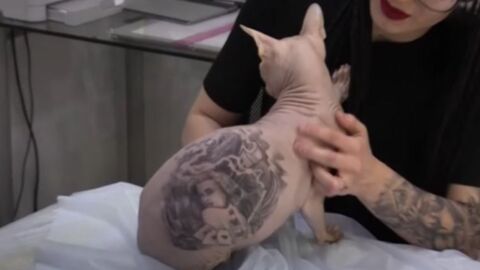 After Tattooing His Cat, This Artist Caused A Huge Scandal