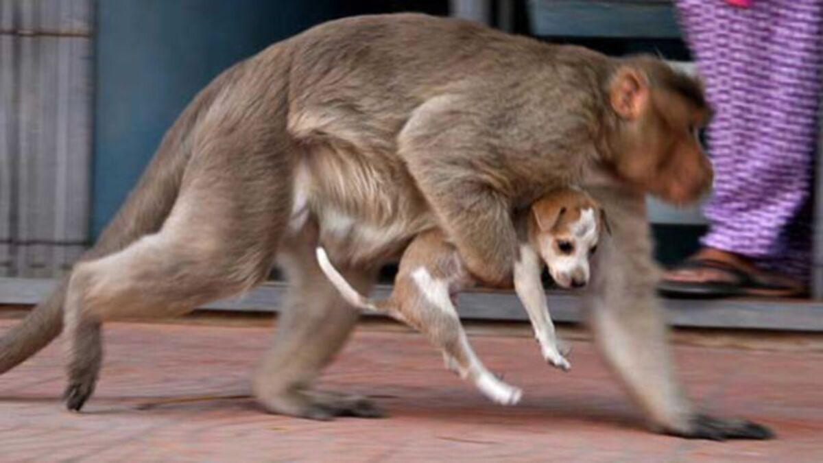 does monkey and dog get along