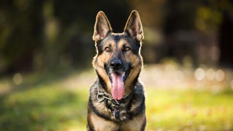 The Most Beautiful Dog Breeds