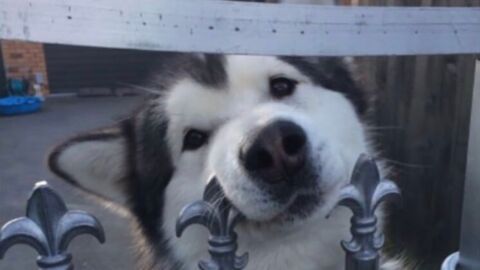 The funniest 'beware of the dog' signs we just can't take seriously