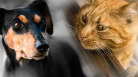 Cats Vs Dogs: Science Has Confirmed Which One Is Smarter