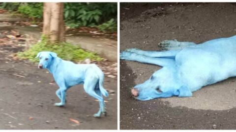 Stray dogs are turning blue in India and the reason why is alarming