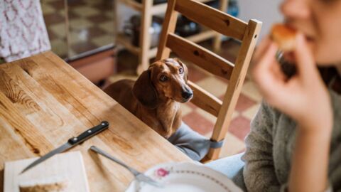 Feeding these foods to your pets could have deadly consequences