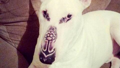 He tattooed his dog on the face to try and 'protect' him