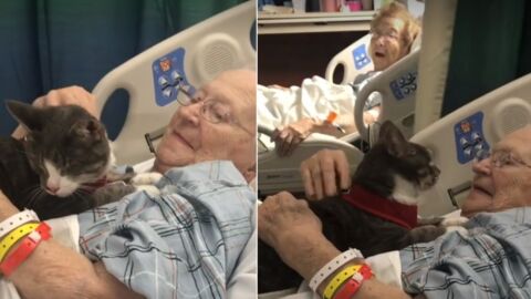 Gentle blind cat keeps his beloved owner company during cancer treatment