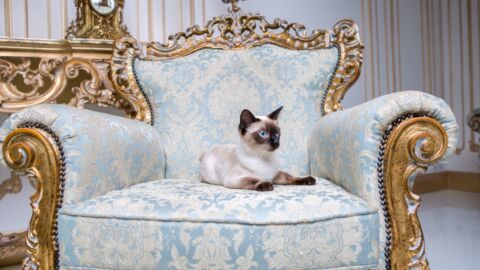 These are the top 5 most expensive cat breeds in the world