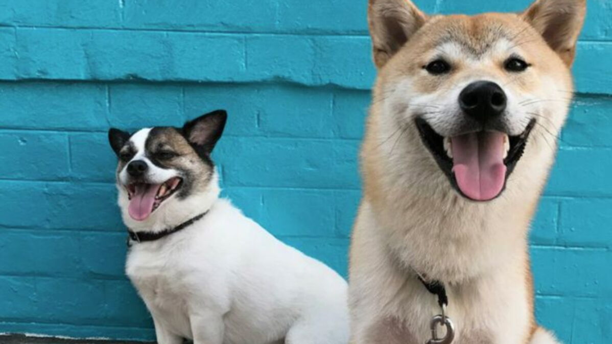 Your Dog Has More Control Over You Than You Know