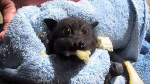 Watch this adorable bat devour a banana