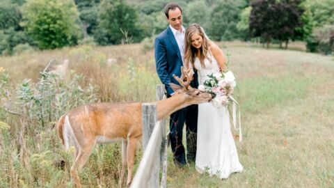 A wild deer crashed their wedding and made for the most beautiful photos