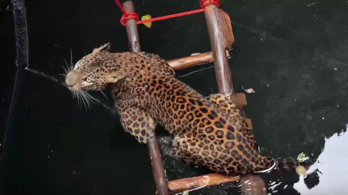 Brave Villagers Save A Leopard From Drowning In A Dramatic Rescue