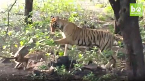 Onlookers were dismayed as the monkey approached the tiger but what happened next shocked them all