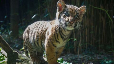 This Poor Tiger Cub Was Rejected By His Own Mother For A Heartbreaking Reason