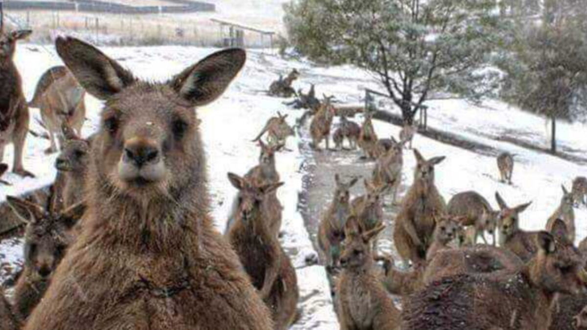This video of kangaroos jumping through snow in Australia is hilarious