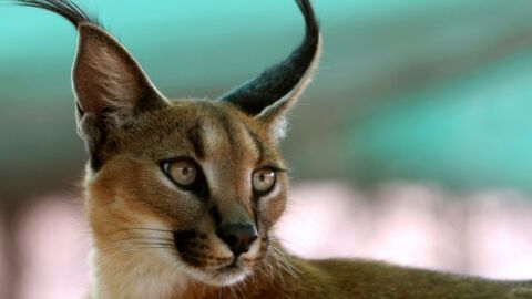 This may be the most stunning cat!
