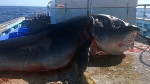 The enormous 20-foot shark was found in Australia, but nobody knows who killed it