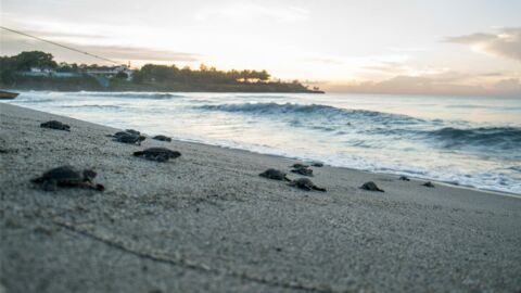 Watch the birth of hundreds of baby turtles on a Lebanese beach