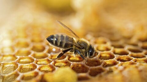 Dordogne : 3000 ruches dévastées… pour une terrible raison