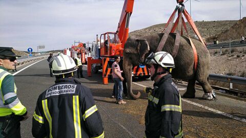 Espagne : 5 éléphants retrouvés sur l'autoroute après un accident