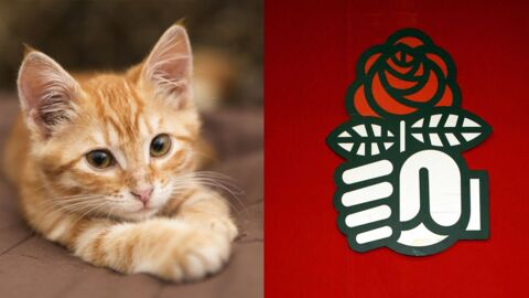 Le Parti Socialiste va adopter un chat à Solférino