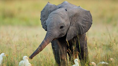 Une étude révèle l’impact désastreux du braconnage sur les éléphanteaux