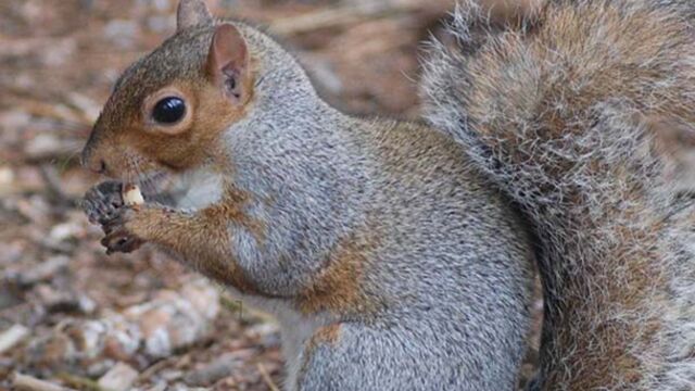 Angleterre: faut-il éradiquer les écureuils gris pour sauver les roux?