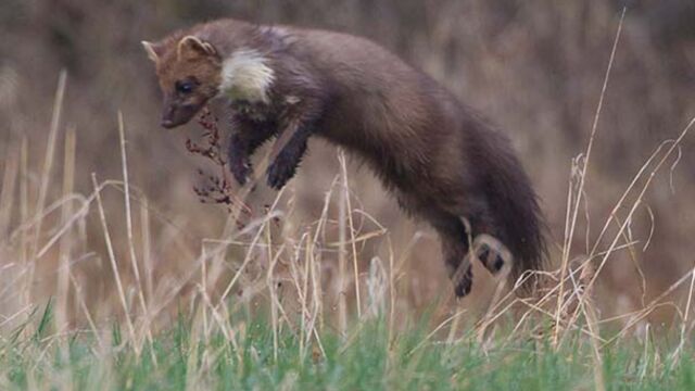 Angleterre: faut-il éradiquer les écureuils gris pour sauver les roux?