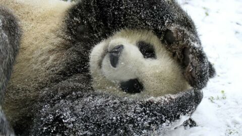 Cet adorable panda découvre la neige pour la première fois. Il est adorable !