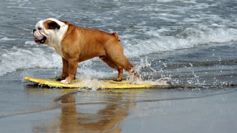 Ces chiens sont complètement fous de surf