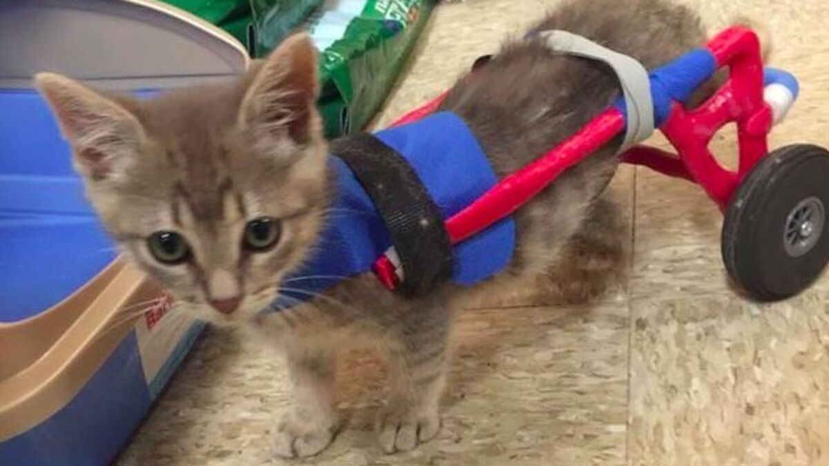 Un Chaton Handicape Vit Une Nouvelle Vie Grace A Sa Maitresse