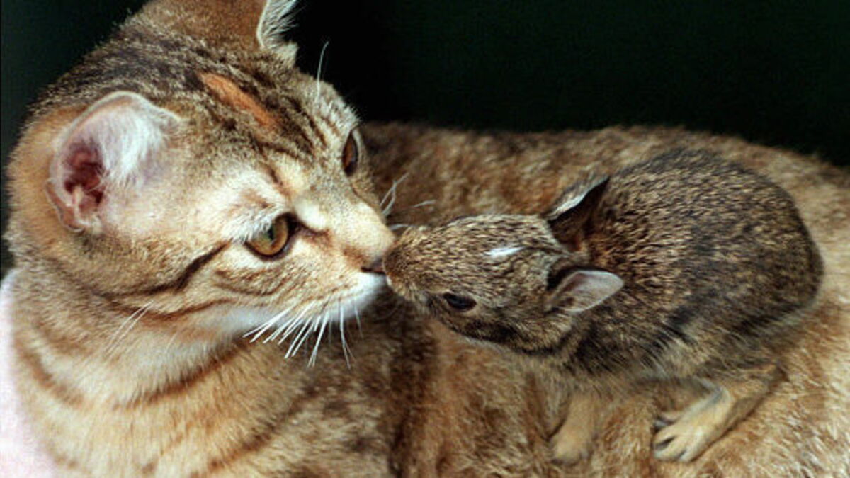 Un Chat S Occupe D Un Bebe Lapin