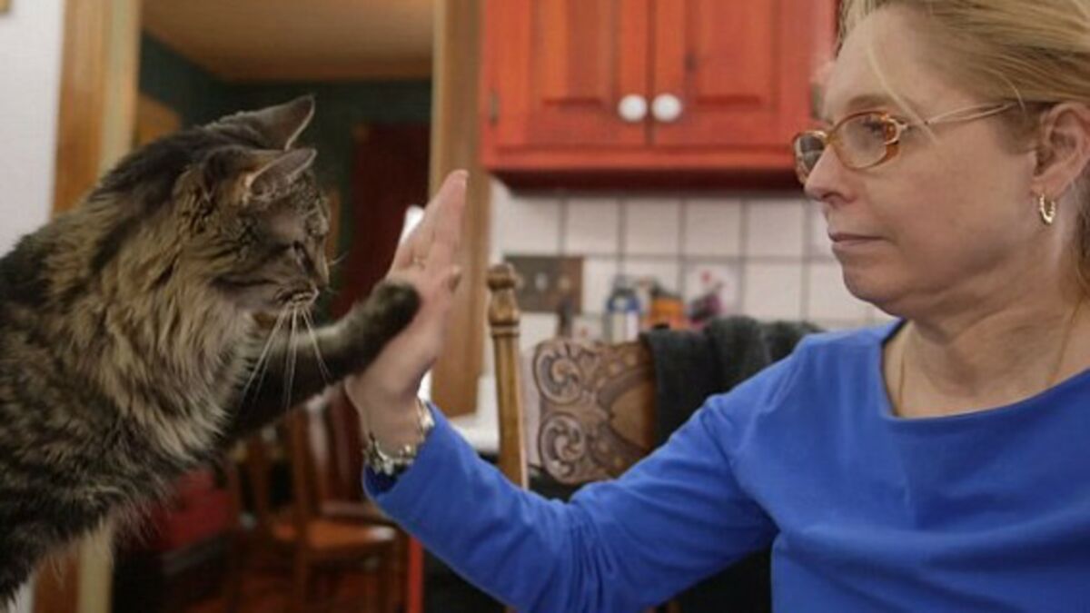 Sourde Elle Apprend Le Langage Des Signes A Ses Chats Pour Parler Avec Eux