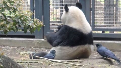 Ce panda se fait voler ses poils par des oiseaux