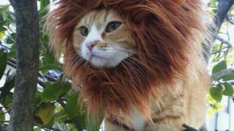 Ces Chats Sont Les Plus Mignons Du Monde Mais Aussi Les Plus Droles