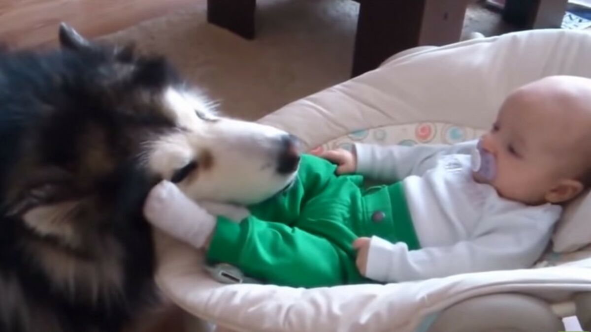 Un Malamute De L Alaska Surveille De Pres Un Bebe