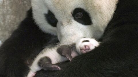 Une maman panda voit son bébé pour la première fois depuis sa naissance