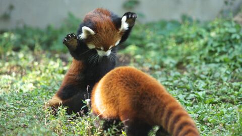 L'attaque de panda la plus adorable du monde