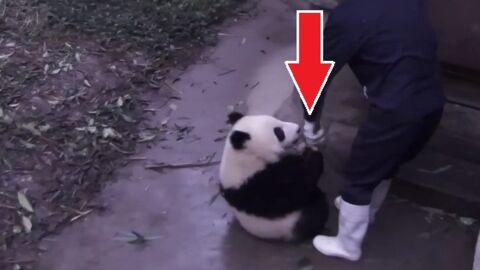 Ce panda fait tout pour embêter le gardien. Et il réussit à la perfection !