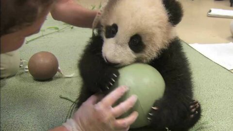 Des soigneurs font passer des tests au plus mignon des pandas
